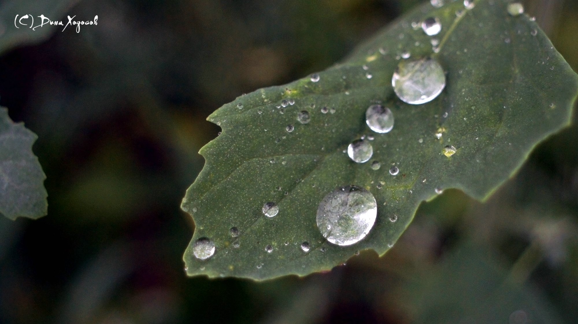 капли на листе